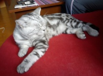 [field_gallery-nid]_[filefield-onlyname-original].[filefield-extension-original]