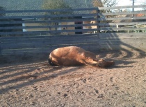 151020 167896879908055 100000632310843 397573 1805678 n