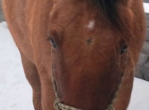 166334 178092385555171 100000632310843 469667 461437 n   kopie