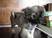 Alba Barrande - neumím se fotit...