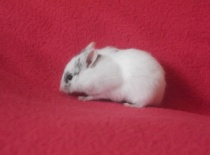 Abby - černá dominantně tečkovaná páskovaná - v novém domově