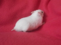 Albinek  - černožlutý dominantně tečkovaný bez kresby - stále volný