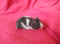 Alfa - černá želvovinová a bílá - v novém domově