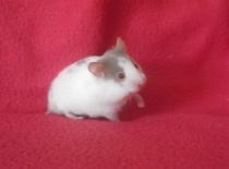 Amy - holubí šedá dominantně tečkovaná páskovaná, ODD-EYE - v novém domově