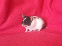 Angie - černá dominantně tečkovaná páskovaná - stále volná