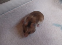 Bady - tmavě zlatý dominantně tečkovaný - volný