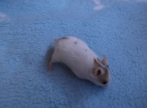 Bak - tmavě zlatý dominntně tečkovaný páskovaný  - volný