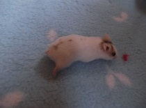 Balu - tmavě zlatý dominntně tečkovaný páskovaný  - volný