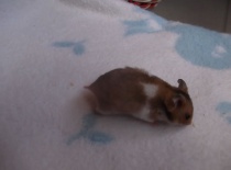 Becky - tmavá zlatá páskovaná - volná