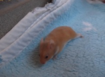 Bejlies - skořicová - volná