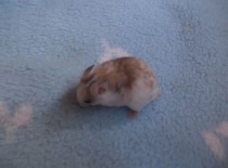 Bety - tmavá zlatá dominntně tečkovaná - volná