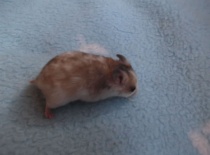 Bibi - tmavá zlatá dominntně tečkovaná - volná