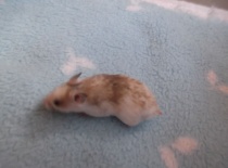 Bill - tmavě zlatý dominntně tečkovaný 