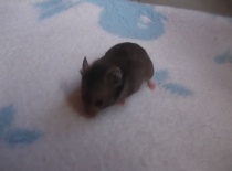 Blake - tmavě zlatý sazovitý - volný