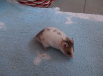 Blesk - tmavě zlatý dominntně tečkovaný páskovaný  - volný