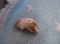 Bobo - skořiový dominantně tečkovaný páskovaný, ODD-EYE - volný