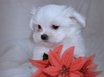 Vilík,9 týdnů-0,7kg