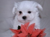 Vilík,9 týdnů-0,7kg