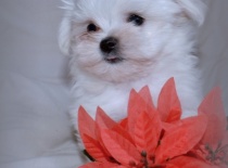 Vilík,9 týdnů-0,7kg