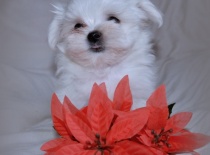 Vilík,9 týdnů-0,7kg