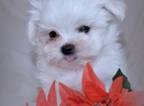 Vilík,9 týdnů-0,7kg