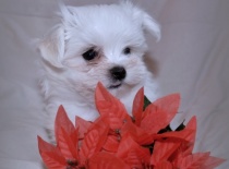 Vilík,9 týdnů-0,7kg