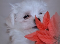 Vilík,9 týdnů-0,7kg