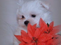 Vilík,9 týdnů-0,7kg