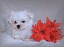 Vilík,9 týdnů-0,7kg