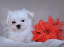 Vilík,9 týdnů-0,7kg