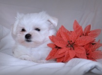 Vilík,9 týdnů-0,7kg