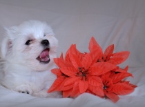 Vilík,9 týdnů-0,7kg