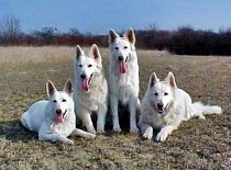 [field_gallery-nid]_[filefield-onlyname-original].[filefield-extension-original]