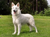 [field_gallery-nid]_[filefield-onlyname-original].[filefield-extension-original]