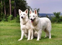 [field_gallery-nid]_[filefield-onlyname-original].[filefield-extension-original]