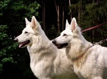 [field_gallery-nid]_[filefield-onlyname-original].[filefield-extension-original]