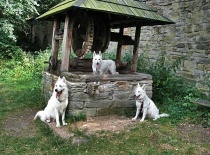 [field_gallery-nid]_[filefield-onlyname-original].[filefield-extension-original]