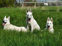 [field_gallery-nid]_[filefield-onlyname-original].[filefield-extension-original]