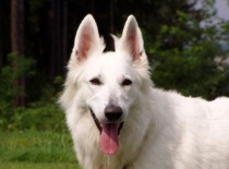 [field_gallery-nid]_[filefield-onlyname-original].[filefield-extension-original]