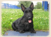 [field_gallery-nid]_[filefield-onlyname-original].[filefield-extension-original]