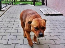 [field_gallery-nid]_[filefield-onlyname-original].[filefield-extension-original]