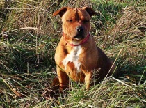 [field_gallery-nid]_[filefield-onlyname-original].[filefield-extension-original]