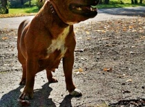 [field_gallery-nid]_[filefield-onlyname-original].[filefield-extension-original]