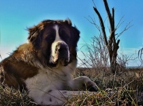 [field_gallery-nid]_[filefield-onlyname-original].[filefield-extension-original]