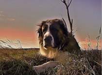 [field_gallery-nid]_[filefield-onlyname-original].[filefield-extension-original]