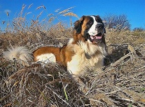 [field_gallery-nid]_[filefield-onlyname-original].[filefield-extension-original]