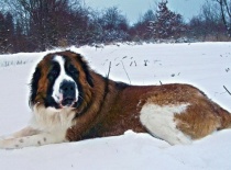 [field_gallery-nid]_[filefield-onlyname-original].[filefield-extension-original]