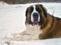 [field_gallery-nid]_[filefield-onlyname-original].[filefield-extension-original]