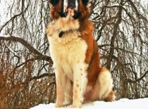 [field_gallery-nid]_[filefield-onlyname-original].[filefield-extension-original]