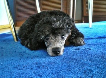 [field_gallery-nid]_[filefield-onlyname-original].[filefield-extension-original]